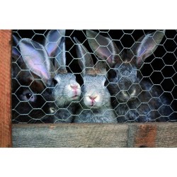 Grillage pour animaux triple torsion blanc H.0.5 X L.3mmaille H.13 X L.13mm