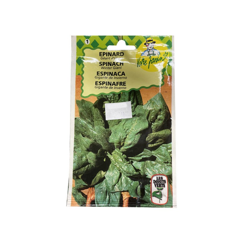 Semence epinard géant d'hiver -  - meilleure qualité